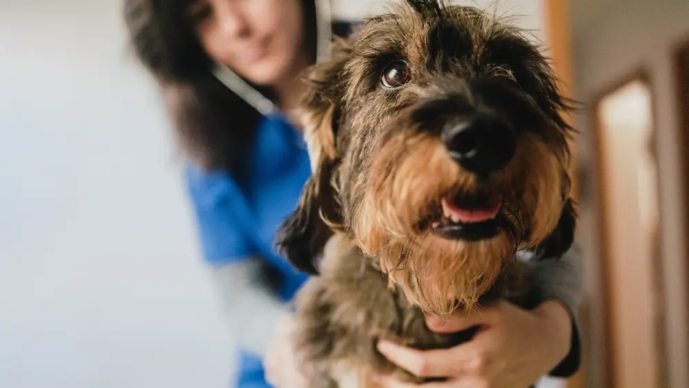 Veterinary,,Animal,Doctor,Examining,Dog,Dachshund,At,Vet,Clinic,Hospital.